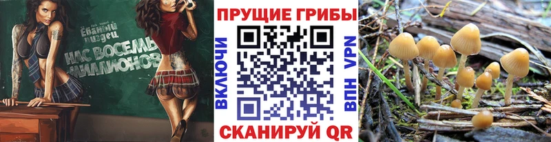 Галлюциногенные грибы Psilocybe  Камышин 